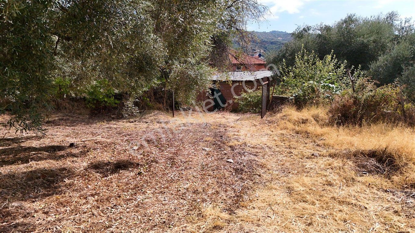 Aydın Kuyucak Kayran'da Satılık 7655 M² İmarlı Zeytinlik — fotoğraf 18