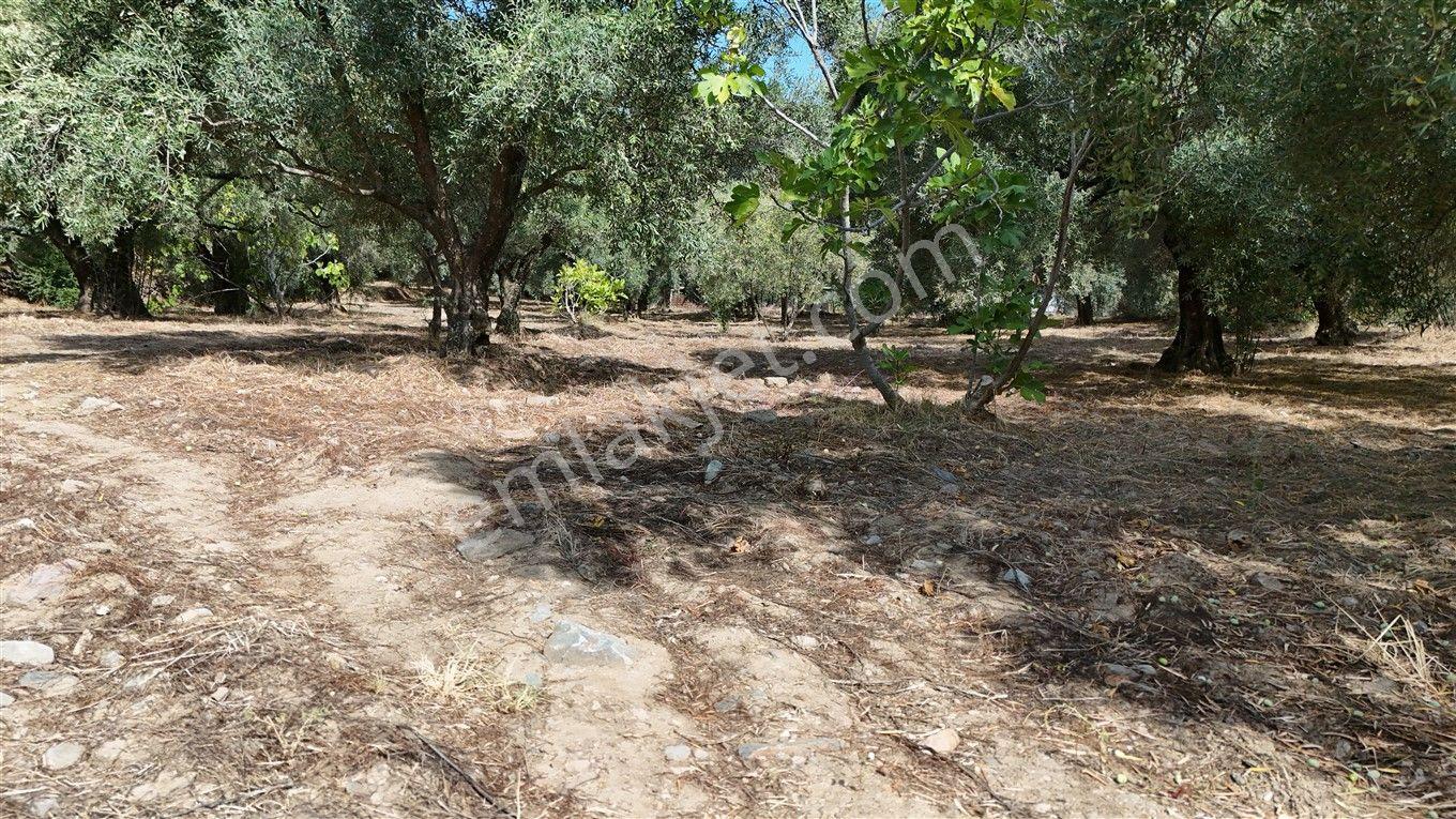 Aydın Kuyucak Kayran'da Satılık 7655 M² İmarlı Zeytinlik — fotoğraf 19