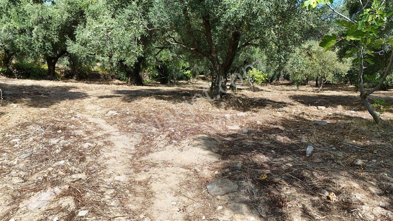 Aydın Kuyucak Kayran'da Satılık 7655 M² İmarlı Zeytinlik — fotoğraf 20