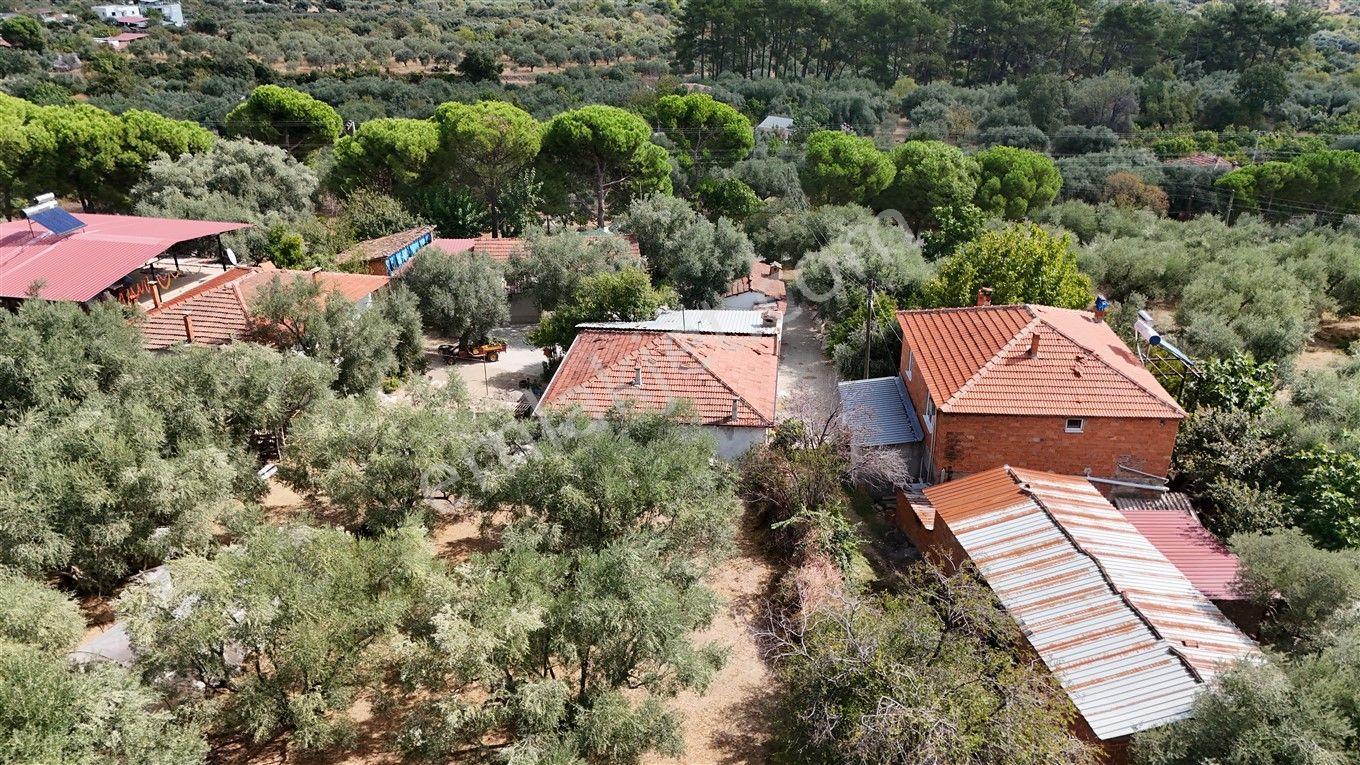 Aydın Kuyucak Kayran'da Satılık 7655 M² İmarlı Zeytinlik — fotoğraf 21