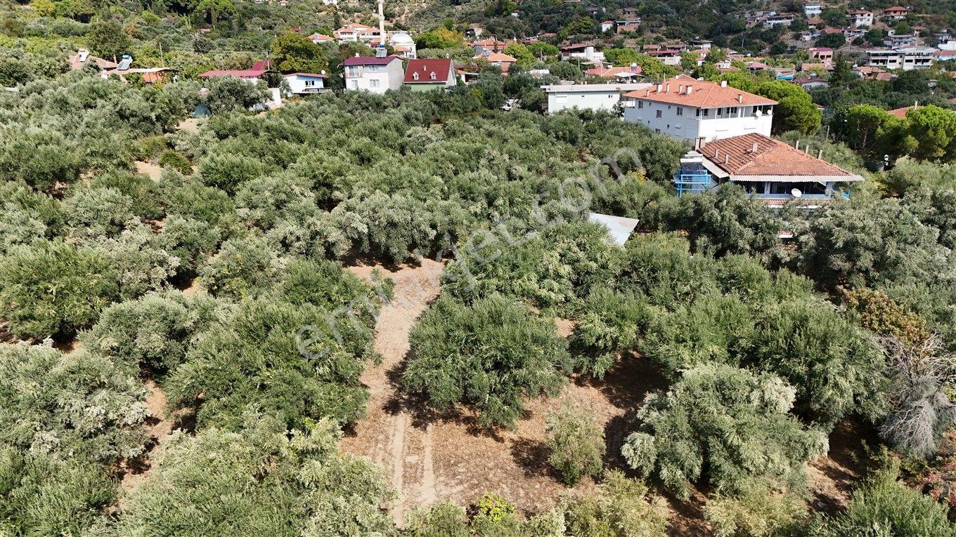 Aydın Kuyucak Kayran'da Satılık 7655 M² İmarlı Zeytinlik — fotoğraf 22