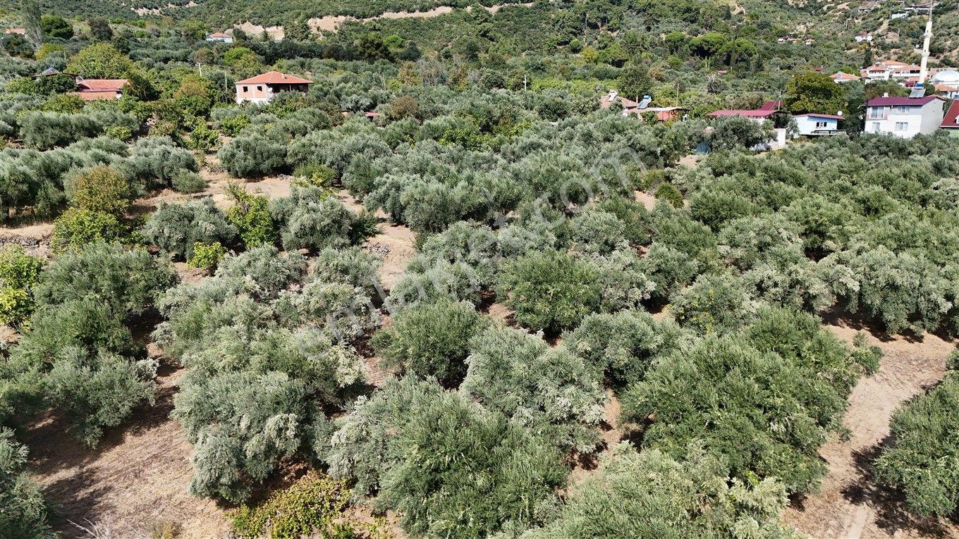 Aydın Kuyucak Kayran'da Satılık 7655 M² İmarlı Zeytinlik — fotoğraf 23