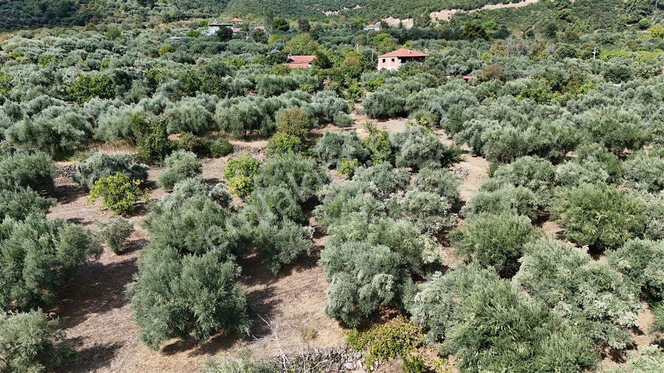 Aydın Kuyucak Kayran'da Satılık 7655 M² İmarlı Zeytinlik — fotoğraf 24