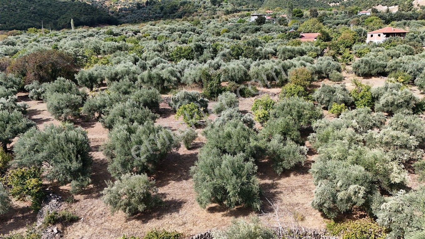 Aydın Kuyucak Kayran'da Satılık 7655 M² İmarlı Zeytinlik — fotoğraf 25