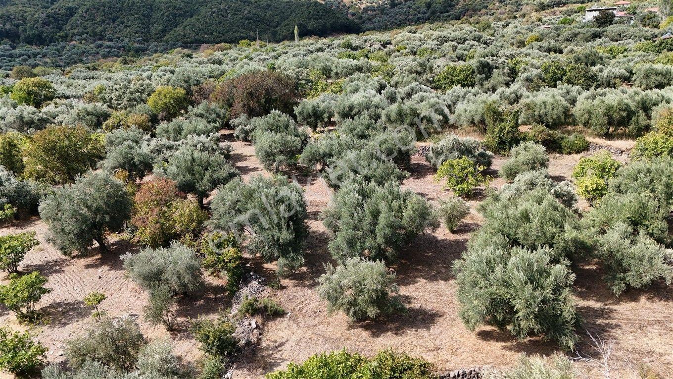 Aydın Kuyucak Kayran'da Satılık 7655 M² İmarlı Zeytinlik — fotoğraf 26
