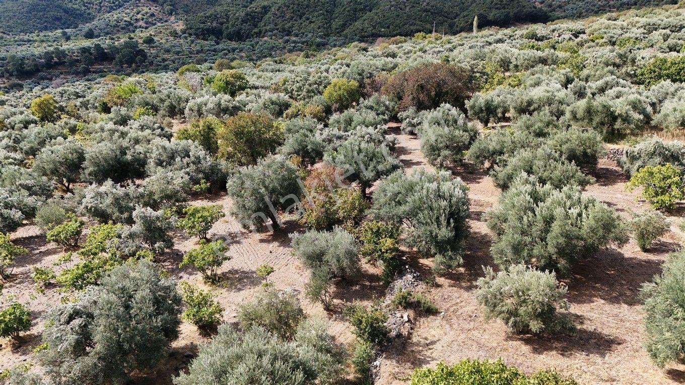 Aydın Kuyucak Kayran'da Satılık 7655 M² İmarlı Zeytinlik — fotoğraf 27