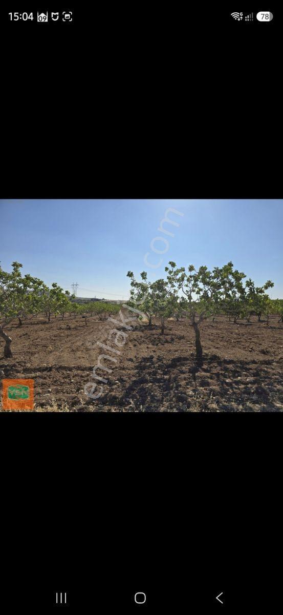 Yasin Batan'dan Günışık Bozova Yola 300metre Müstakil Fıstıklık! — fotoğraf 8