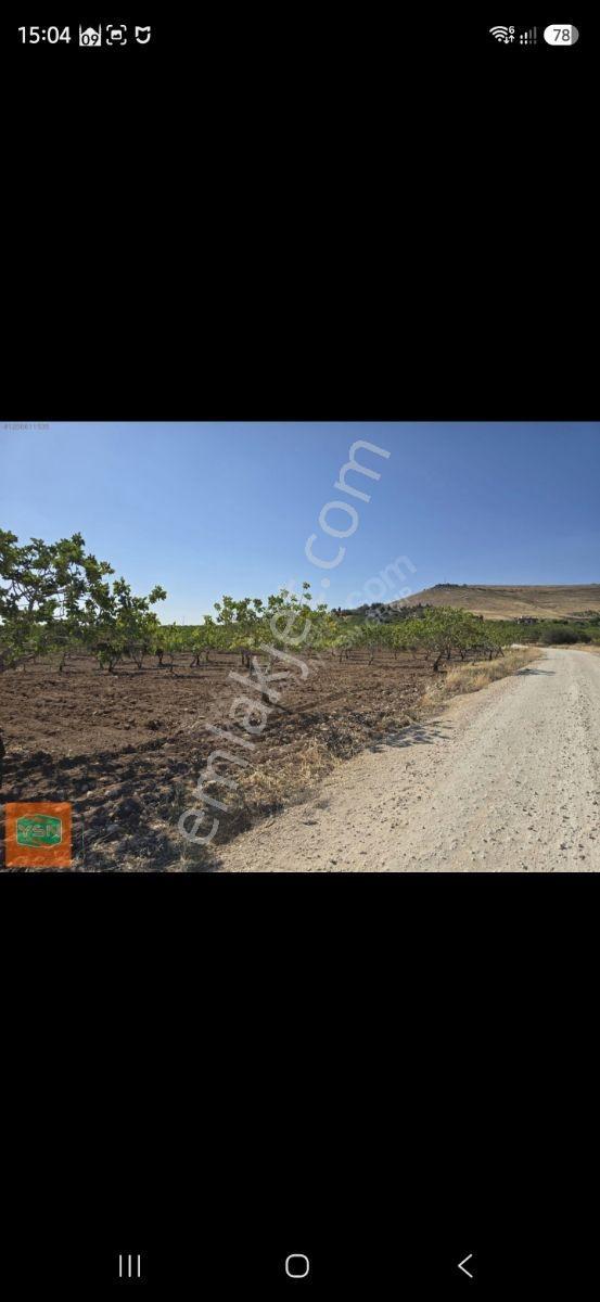 Yasin Batan'dan Günışık Bozova Yola 300metre Müstakil Fıstıklık! — fotoğraf 9
