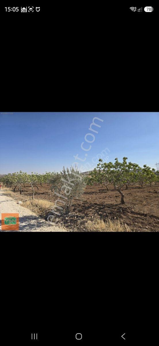 Yasin Batan'dan Günışık Bozova Yola 300metre Müstakil Fıstıklık! — fotoğraf 11