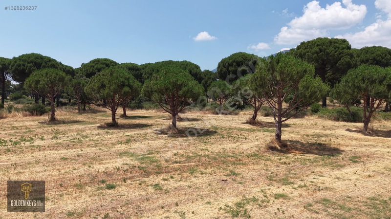 Bergama Kozak Terzihaliller Mah.Yola Cephe Satılık Düz Arazi