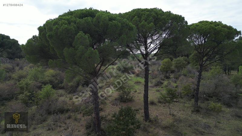 Kozak Karaveliler 31 Dönüm 190 Lira M.karesi Çam Fıstıklı Tarla — fotoğraf 26