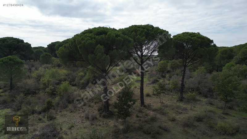 Kozak Karaveliler 31 Dönüm 190 Lira M.karesi Çam Fıstıklı Tarla — fotoğraf 27