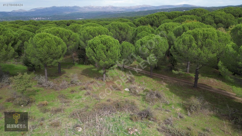Kozak Karaveliler 31 Dönüm 190 Lira M.karesi Çam Fıstıklı Tarla — fotoğraf 29