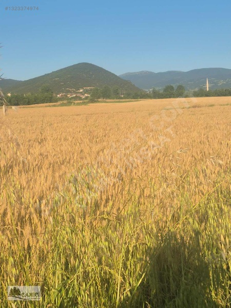 Çimenözü Yibo Kaarşısı Güzel Tarla — fotoğraf 2