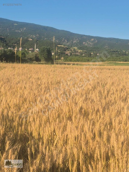 Çimenözü Yibo Kaarşısı Güzel Tarla — fotoğraf 3