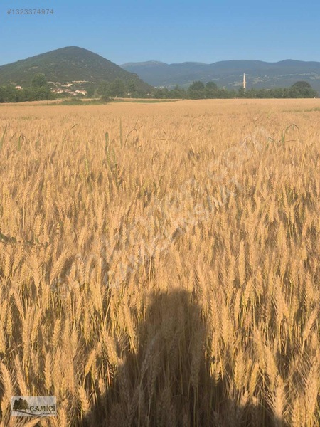 Çimenözü Yibo Kaarşısı Güzel Tarla — fotoğraf 4