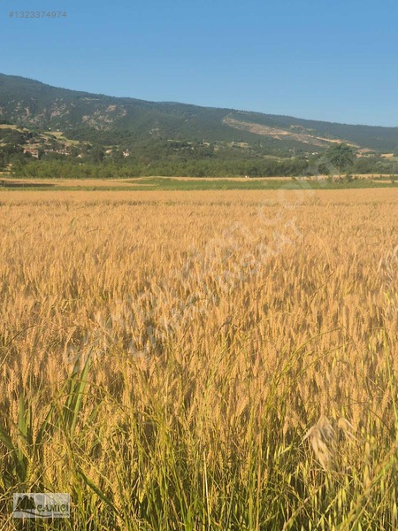 Çimenözü Yibo Kaarşısı Güzel Tarla — fotoğraf 7