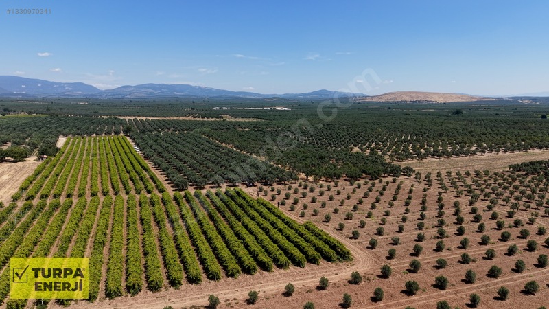 Acil!! Akhisar Işıklar 12.400 M2 Satılık Zeytinli Tarla — fotoğraf 2