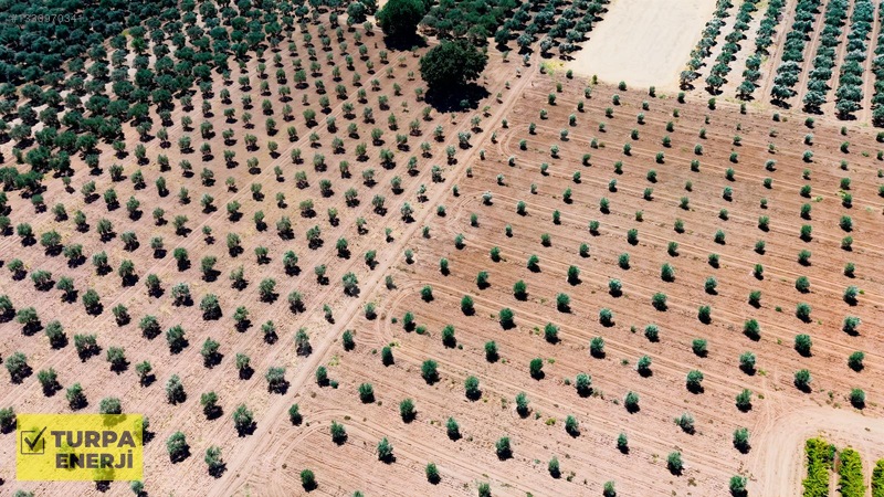 Acil!! Akhisar Işıklar 12.400 M2 Satılık Zeytinli Tarla — fotoğraf 3