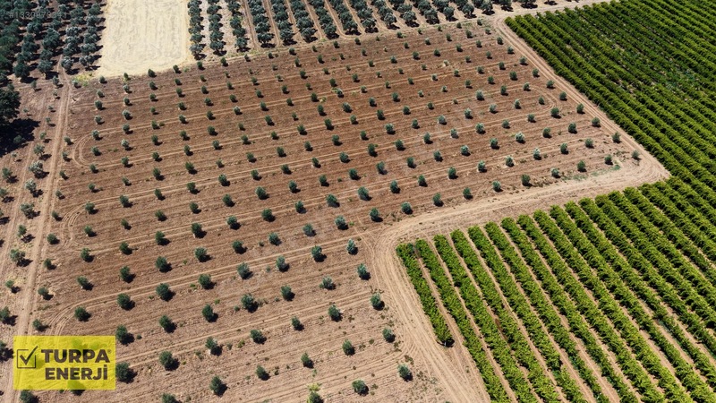 Acil!! Akhisar Işıklar 12.400 M2 Satılık Zeytinli Tarla — fotoğraf 4