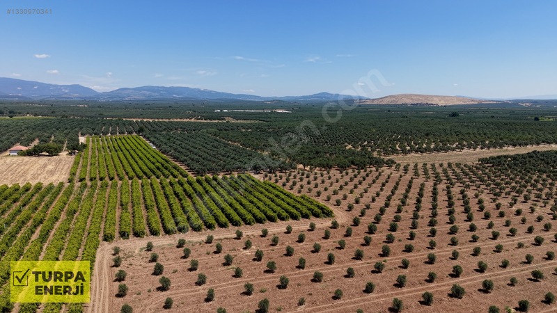 Acil!! Akhisar Işıklar 12.400 M2 Satılık Zeytinli Tarla — fotoğraf 5