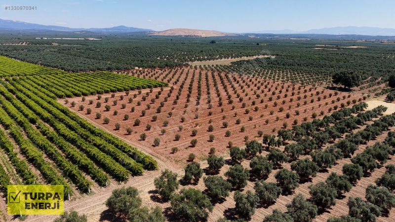 Acil!! Akhisar Işıklar 12.400 M2 Satılık Zeytinli Tarla — fotoğraf 6