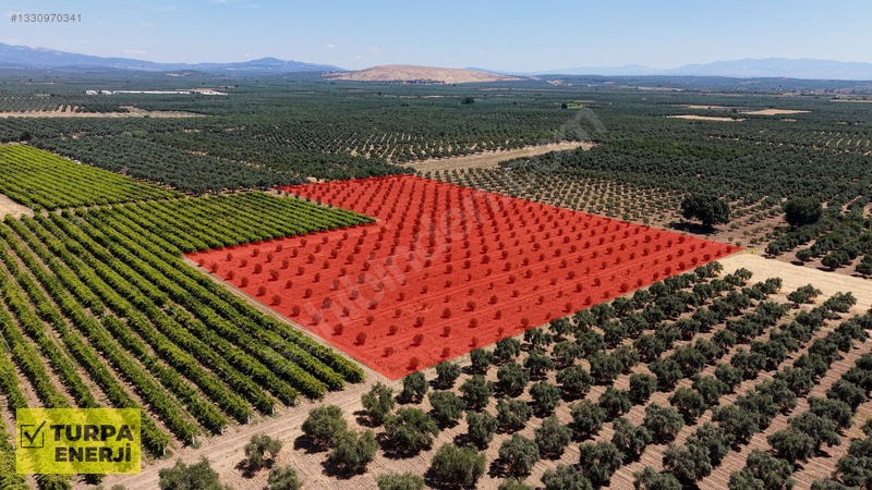 Acil!! Akhisar Işıklar 12.400 M2 Satılık Zeytinli Tarla — fotoğraf 7