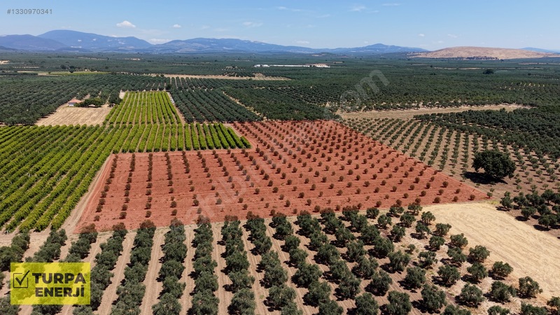 Acil!! Akhisar Işıklar 12.400 M2 Satılık Zeytinli Tarla — fotoğraf 8