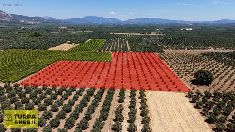 Acil!! Akhisar Işıklar 12.400 M2 Satılık Zeytinli Tarla — fotoğraf 9