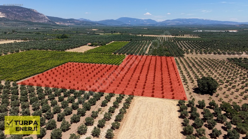 Acil!! Akhisar Işıklar 12.400 M2 Satılık Zeytinli Tarla — fotoğraf 10