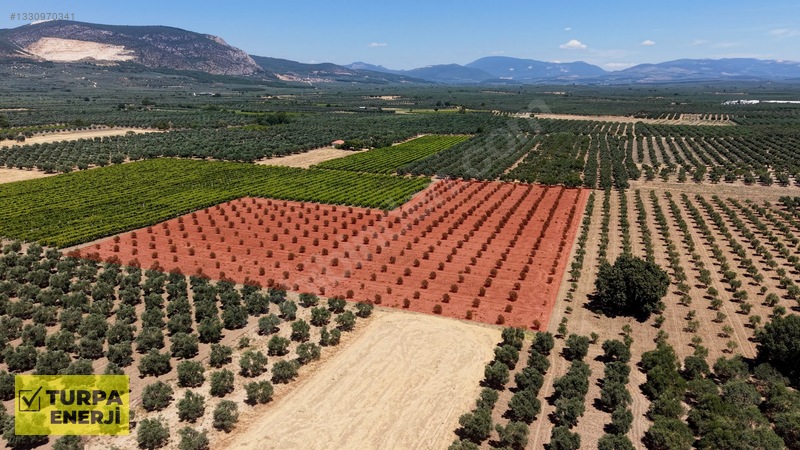 Acil!! Akhisar Işıklar 12.400 M2 Satılık Zeytinli Tarla — fotoğraf 11