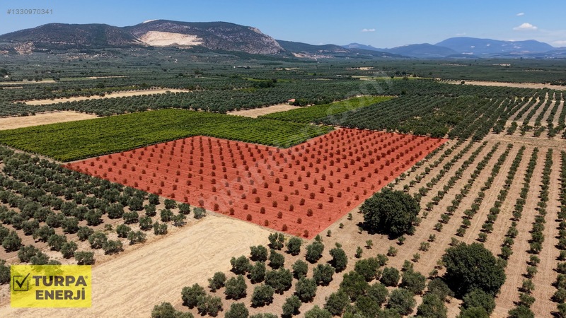 Acil!! Akhisar Işıklar 12.400 M2 Satılık Zeytinli Tarla — fotoğraf 12