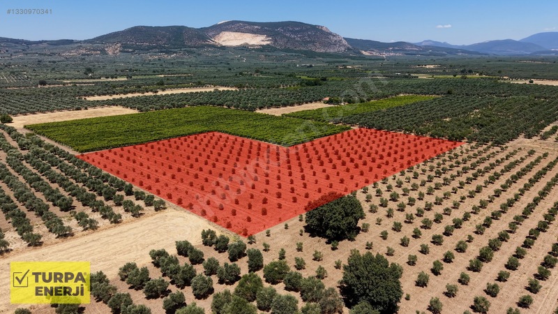 Acil!! Akhisar Işıklar 12.400 M2 Satılık Zeytinli Tarla — fotoğraf 13
