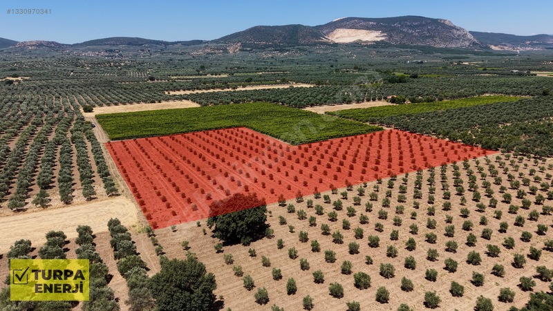 Acil!! Akhisar Işıklar 12.400 M2 Satılık Zeytinli Tarla — fotoğraf 14