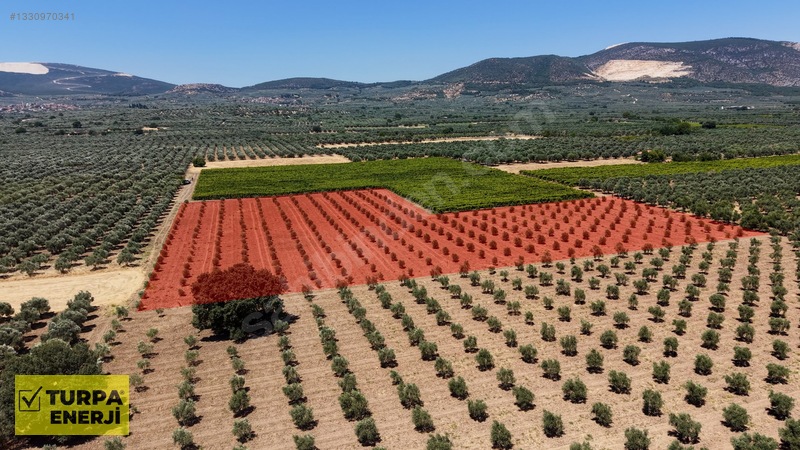 Acil!! Akhisar Işıklar 12.400 M2 Satılık Zeytinli Tarla — fotoğraf 15
