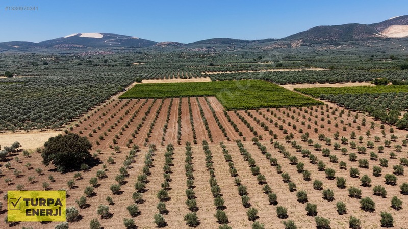Acil!! Akhisar Işıklar 12.400 M2 Satılık Zeytinli Tarla — fotoğraf 16