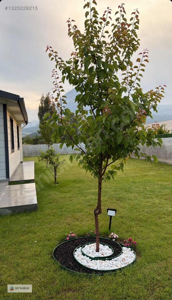 Antalya Konyaaltı Denircilik # Doğa İle İç İçe# — fotoğraf 8