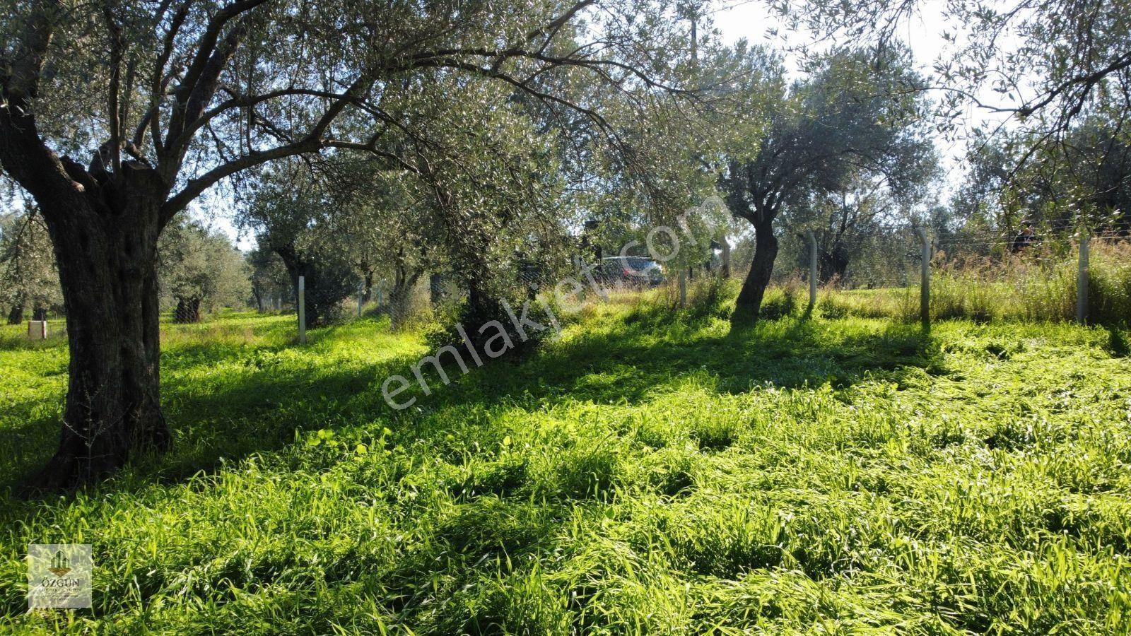 Pelitköy Sahilde Site Dibinde Asfalta Cepheli Ve İmar Yanında — fotoğraf 2