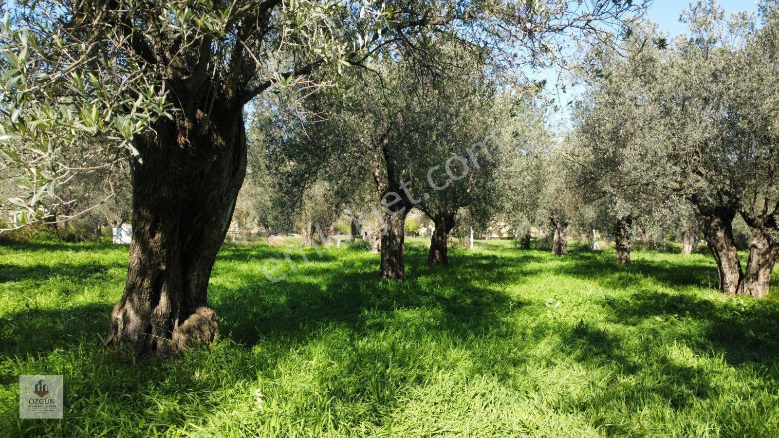 Pelitköy Sahilde Site Dibinde Asfalta Cepheli Ve İmar Yanında — fotoğraf 33
