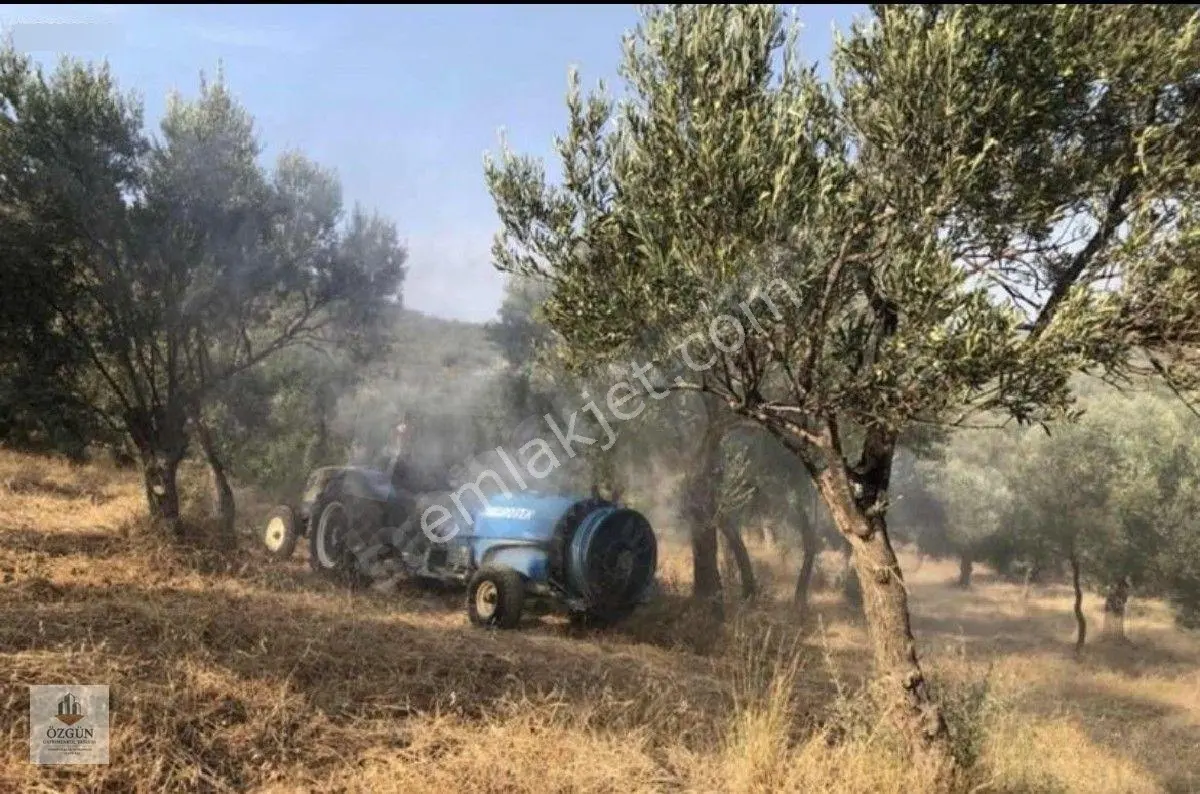 Özgünden Yatırımlık Karaağaç Merkezde 12839 M2 Zeytinlik — fotoğraf 2