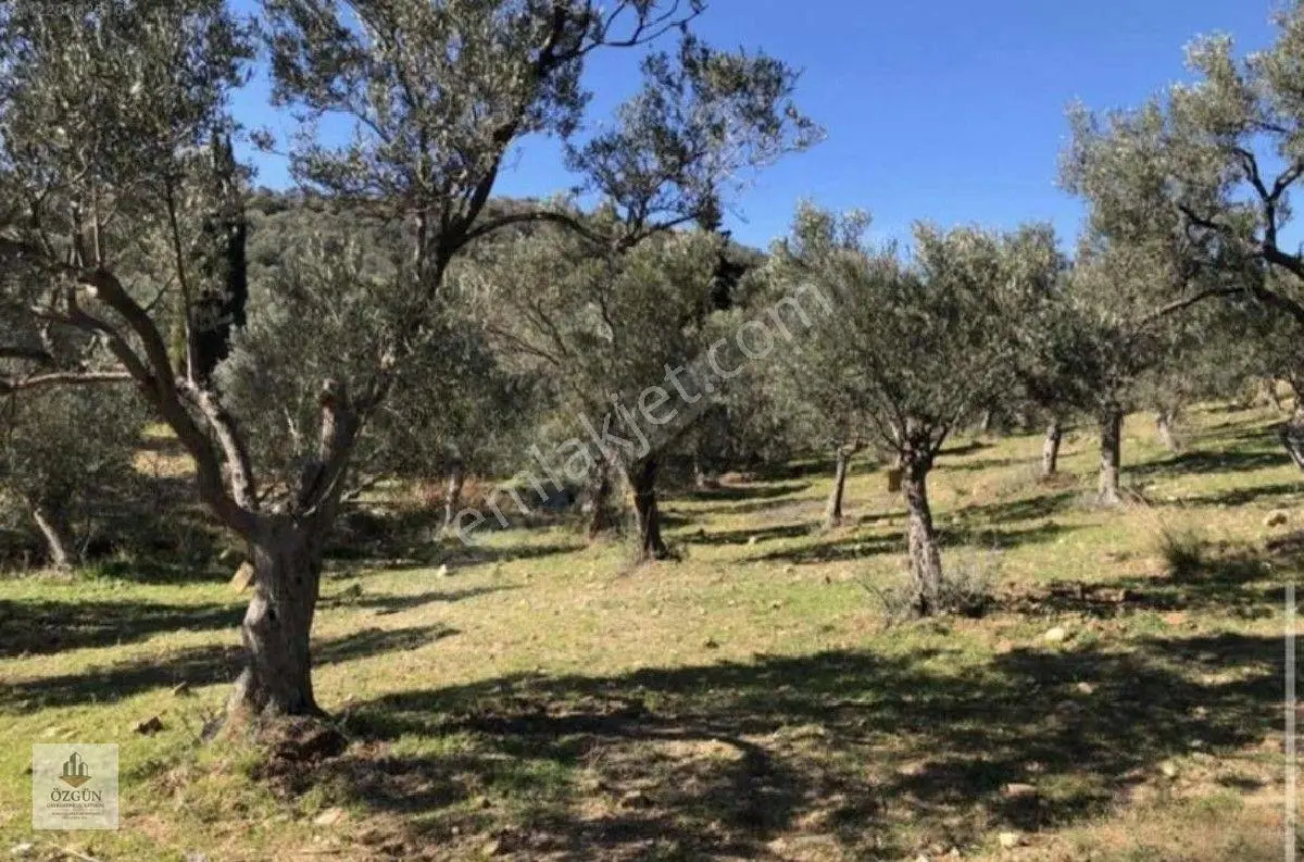 Özgünden Yatırımlık Karaağaç Merkezde 12839 M2 Zeytinlik — fotoğraf 3