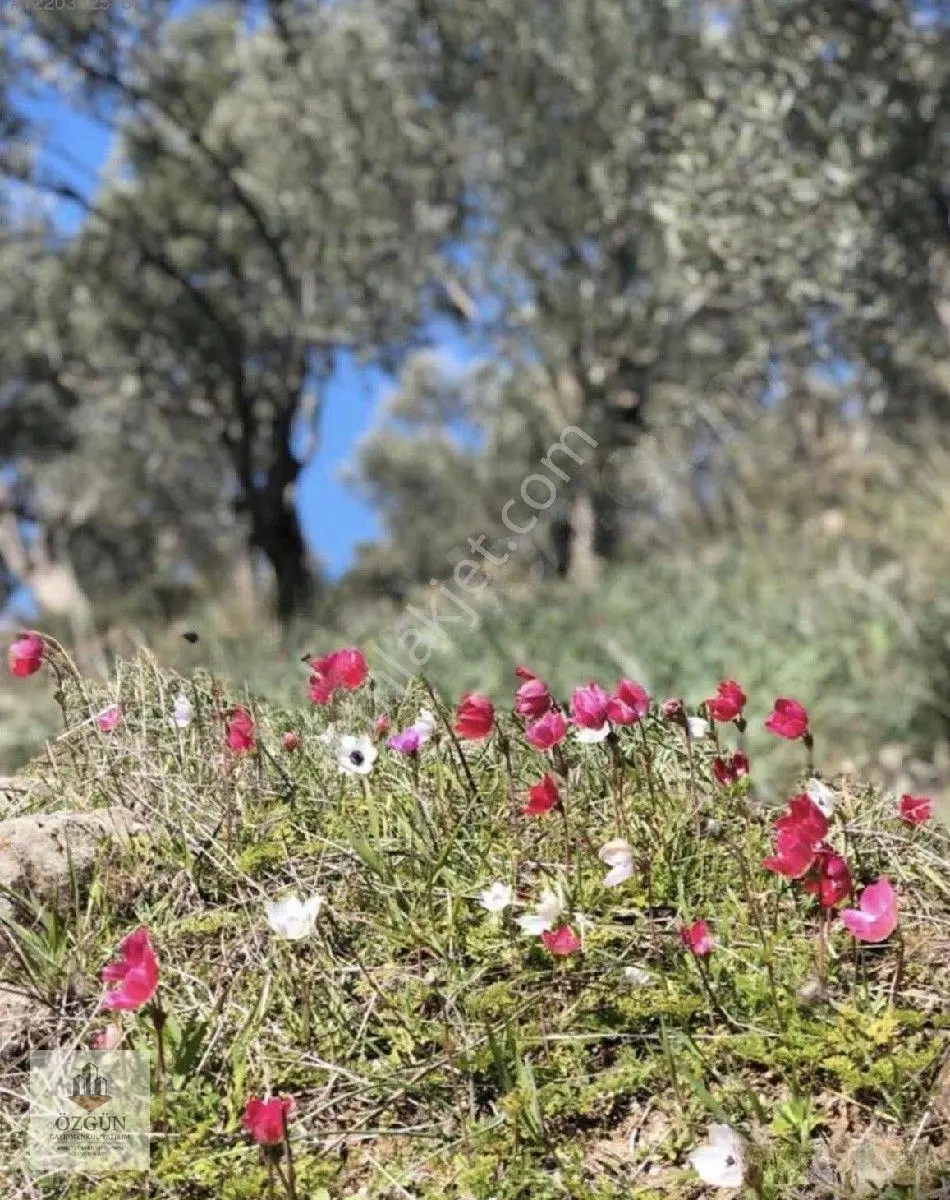 Özgünden Yatırımlık Karaağaç Merkezde 12839 M2 Zeytinlik — fotoğraf 4