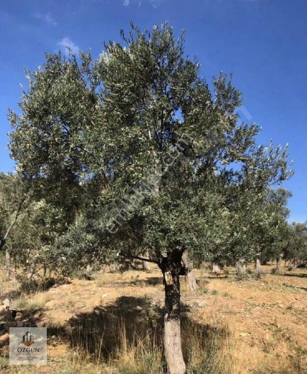 Özgünden Yatırımlık Karaağaç Merkezde 12839 M2 Zeytinlik — fotoğraf 5