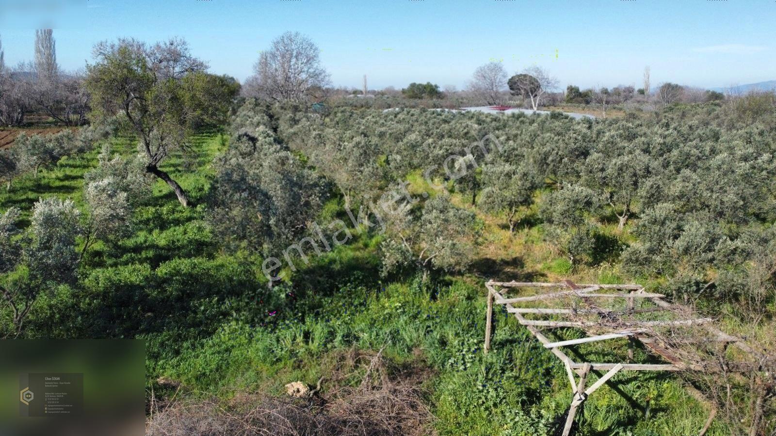 Özgünden.. Kızıklı Ve Dutluca Ovasında Yola Cepheli Tarla.. — fotoğraf 22