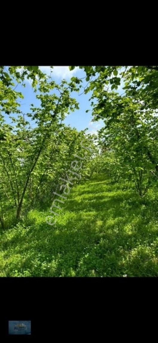 Elit Konum Müstakil Tapulu 510 Mt2 Arsa — fotoğraf 14