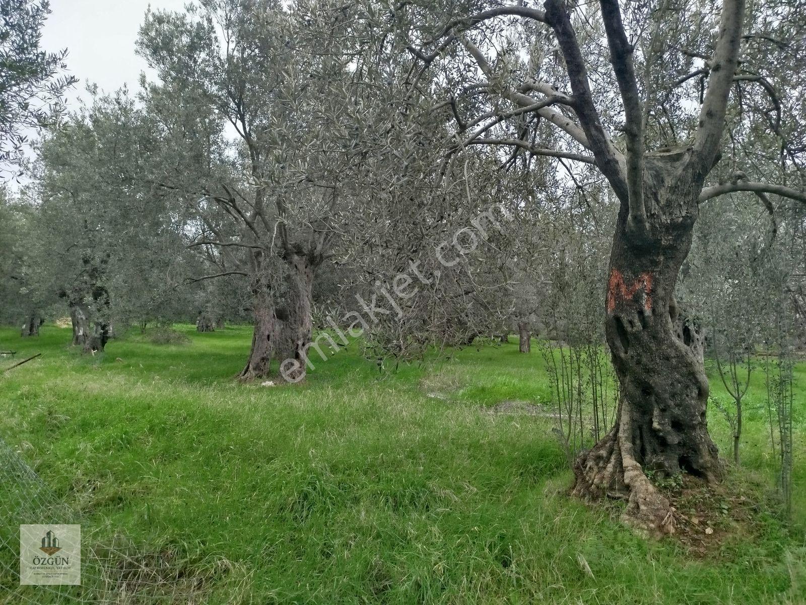 Özgünden Hobi Amaçlı Köy Kenarı 103 M2 Pelitköy — fotoğraf 5