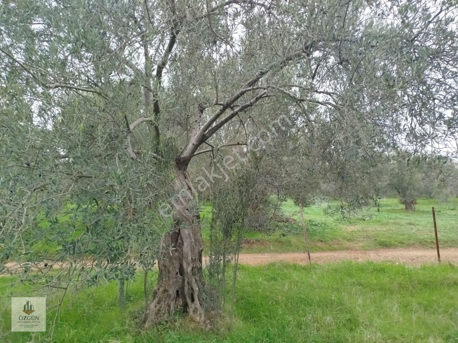 Özgünden Hobi Amaçlı Köy Kenarı 103 M2 Pelitköy — fotoğraf 7