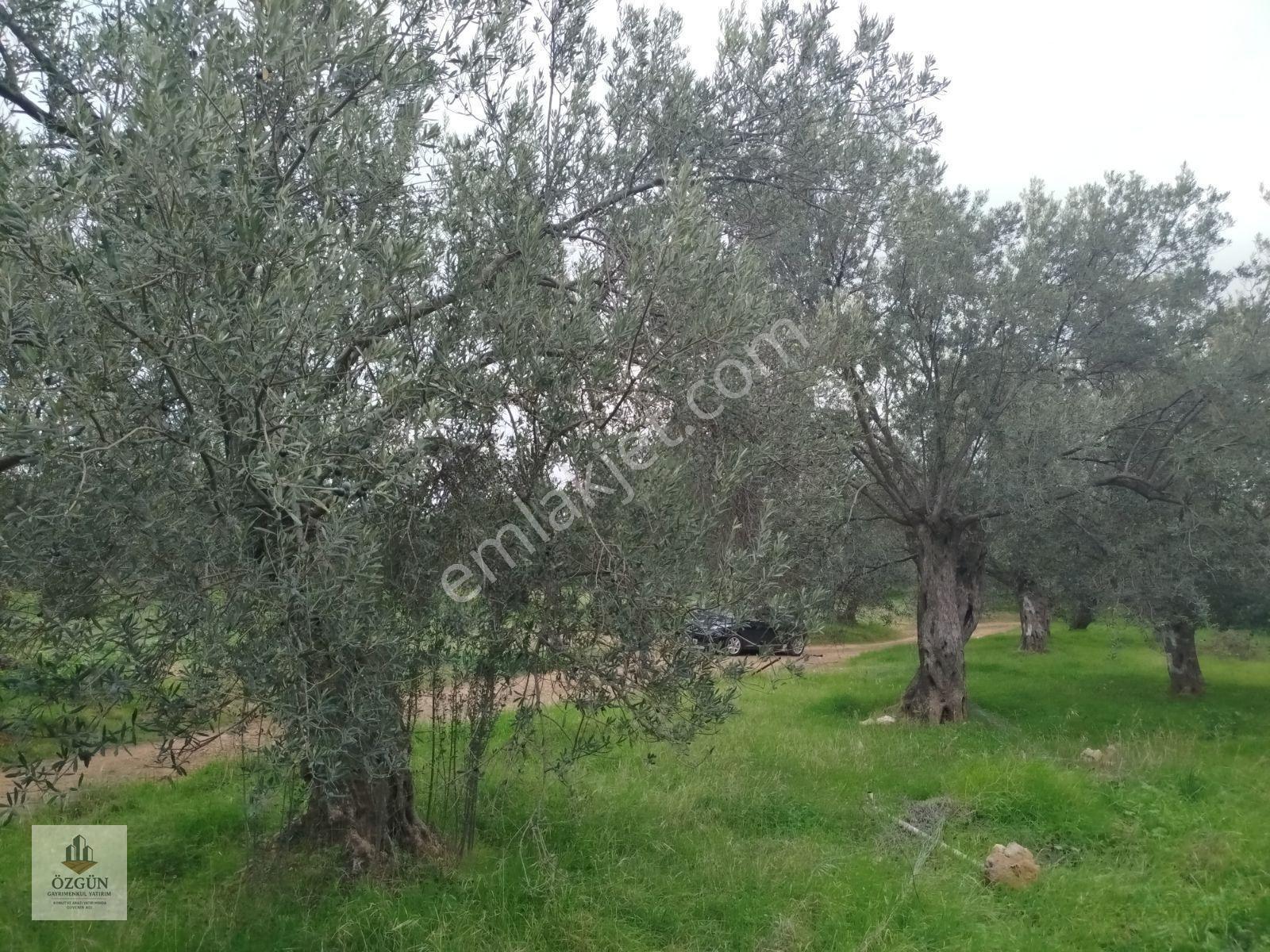 Özgünden Hobi Amaçlı Köy Kenarı 103 M2 Pelitköy — fotoğraf 9
