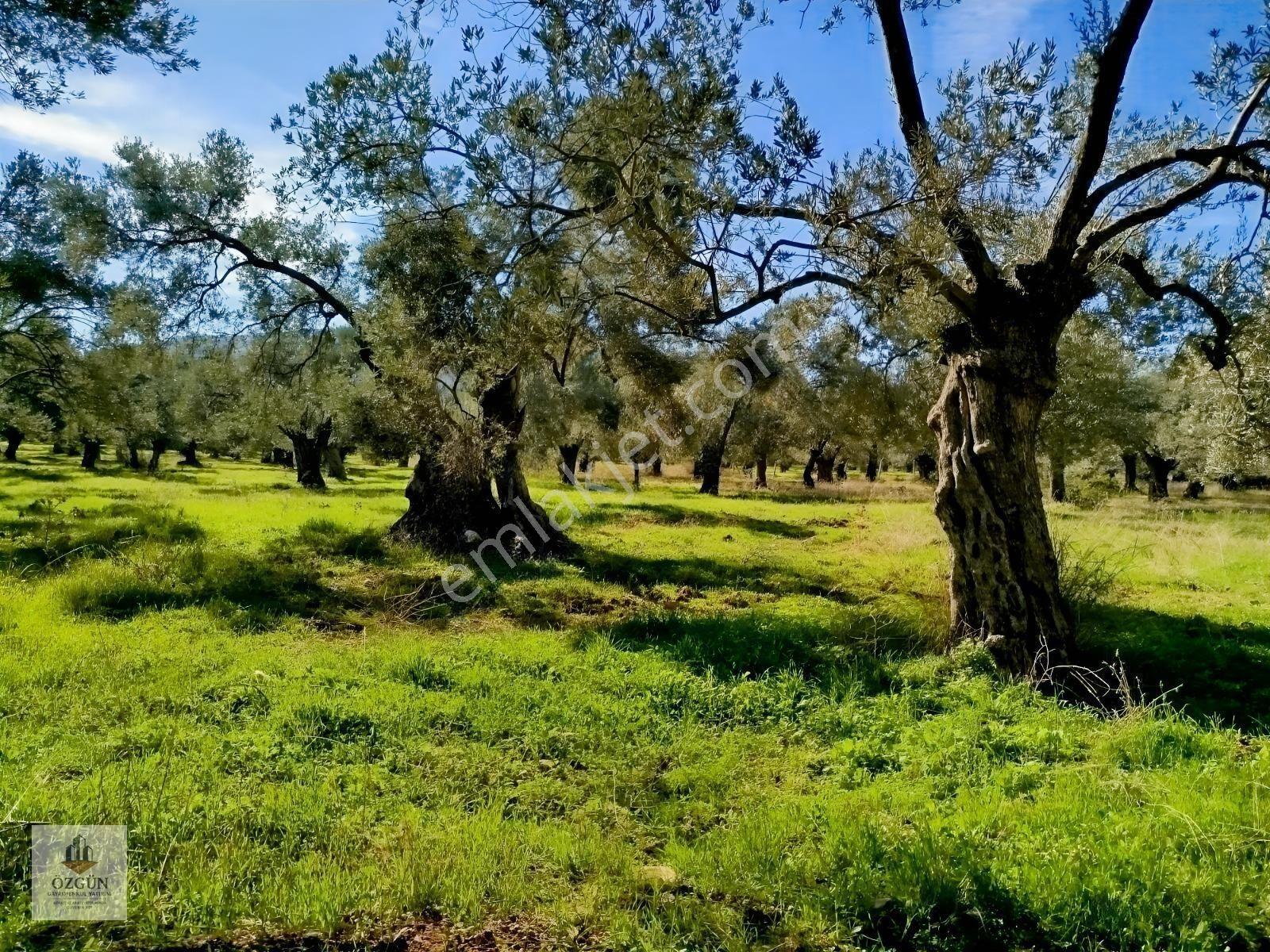 Özgünden İskele Üstünde Eşsiz Lokasyonlu 2666 M2 Yola Cepheli — fotoğraf 4