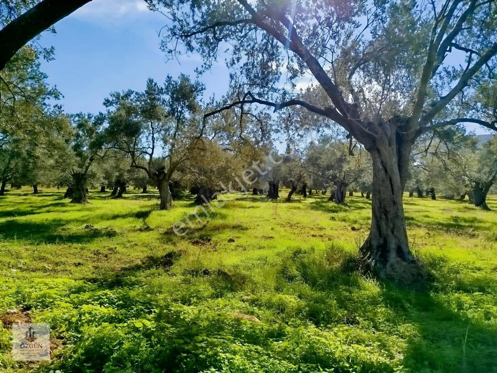 Özgünden İskele Üstünde Eşsiz Lokasyonlu 2666 M2 Yola Cepheli — fotoğraf 10